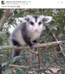 Opossum 113 FB