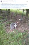 Opossum 116 FB