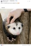 Opossum 118 FB