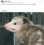 Opossum 12 FB