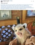 Opossum 120 FB