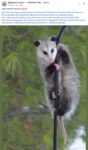 Opossum 122 FB