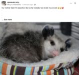 Opossum 123 FB