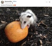 Opossum 127 FB