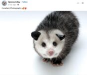 Opossum 13 FB