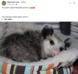 Opossum 136 FB