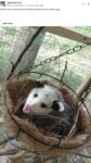 Opossum 139 FB