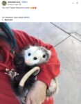 Opossum 142 FB