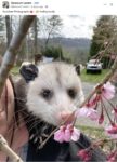 Opossum 143 FB