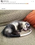 Opossum 146 FB