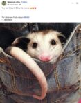 Opossum 147 FB