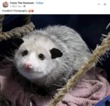 Opossum 148 FB