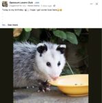 Opossum 16 FB