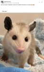 Opossum 2 FB