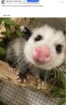 Opossum 20 FB