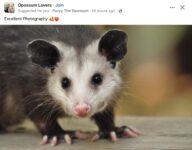 Opossum 22 FB