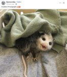 Opossum 3 FB