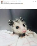 Opossum 30 FB