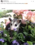 Opossum 33 FB