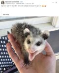 Opossum 35 FB