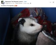 Opossum 40 FB