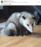 Opossum 46 FB