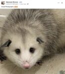 Opossum 5 FB