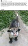 Opossum 51 FB