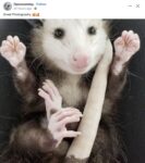 Opossum 52 FB