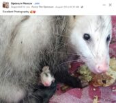 Opossum 53 FB