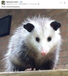 Opossum 54 FB