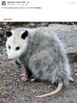 Opossum 6 FB