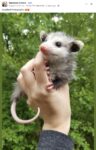 Opossum 60 FB