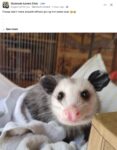 Opossum 61 FB