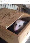 Opossum 64 FB