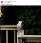 Opossum 69 FB