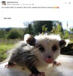 Opossum 72 FB