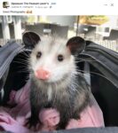 Opossum 73 FB