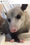 Opossum 75 FB