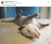 Opossum 76 FB