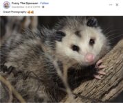 Opossum 77 FB