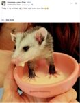 Opossum 78 FB