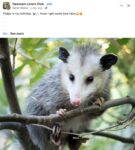 Opossum 8 FB