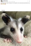 Opossum 9 FB