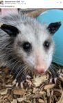 Opossum 92 FB