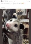 Opossum 97 FB