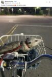 Opossum in bicycle basket FB