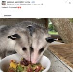 Opossums 10 FB