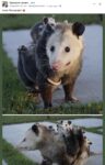 Opossums 11 FB