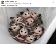 Opossums 14 FB